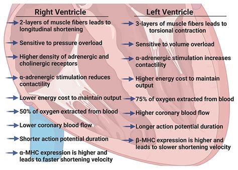 lv and rv function|right ventricle systolic function.